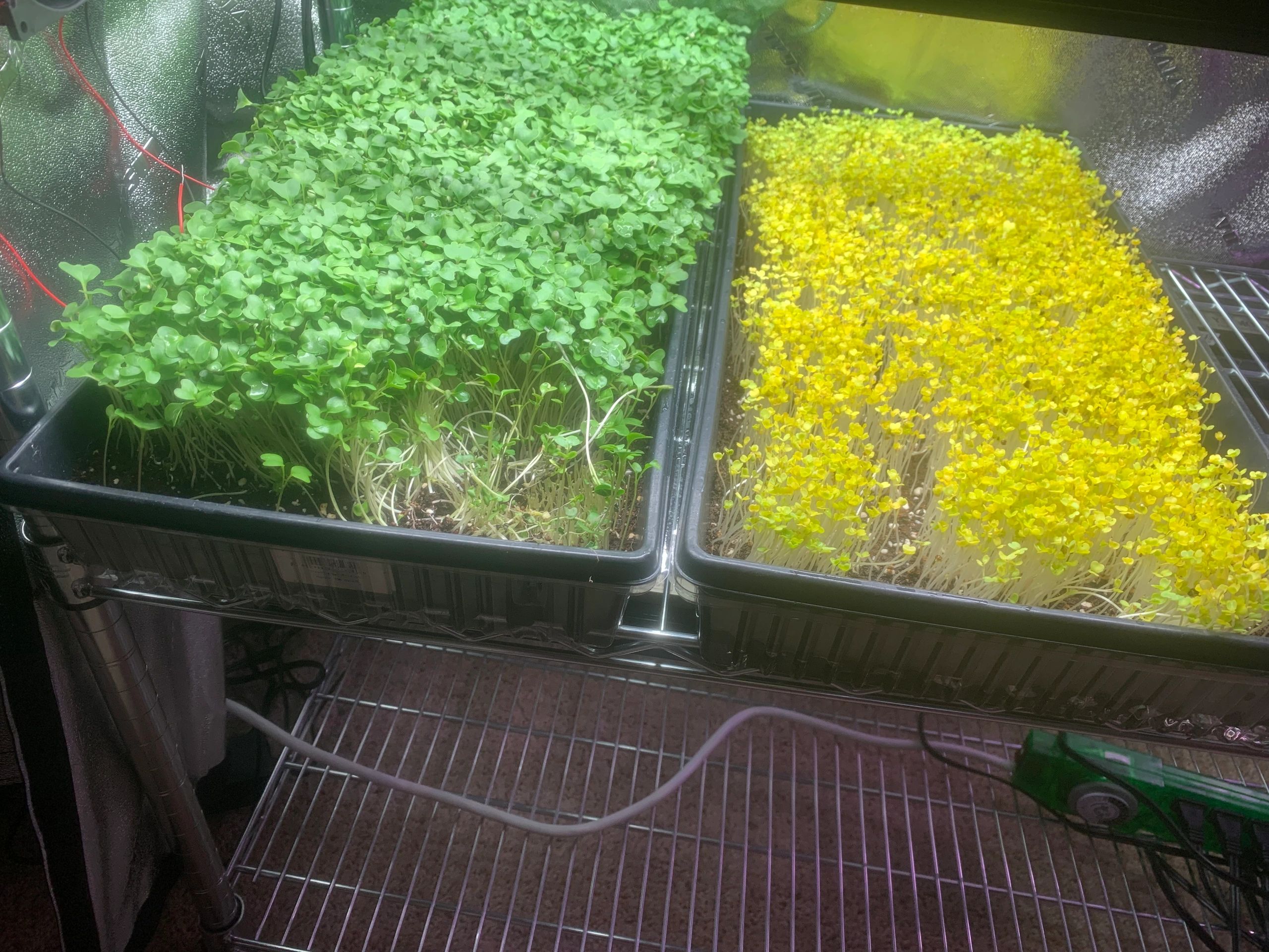 Urban Farming techniques and process